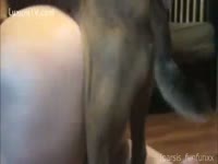 Her Dog Loves Fucking Her Hole